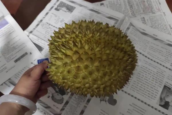 榴莲如何催熟，可以采用包裹催熟法