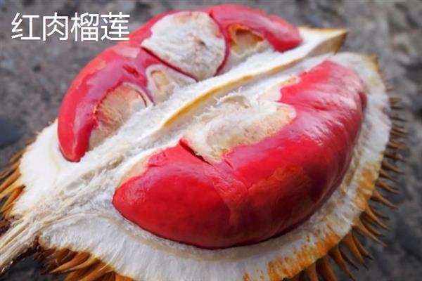 榴莲如何催熟，可以采用包裹催熟法