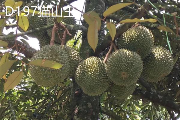 榴莲如何催熟，可以采用包裹催熟法
