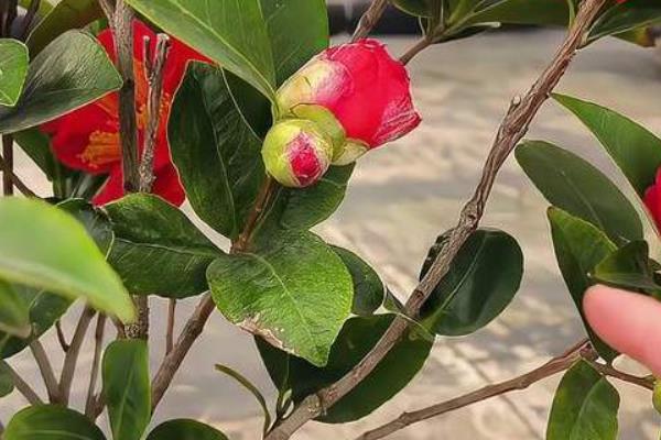 冬天怎么养茶花，保持每天有4-5个小时的光照时间
