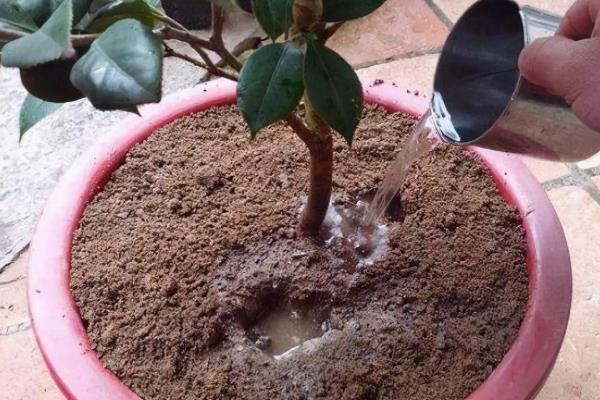 冬天怎么养茶花，保持每天有4-5个小时的光照时间