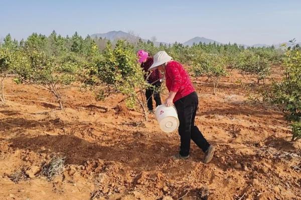 冬天怎么养茶花，保持每天有4-5个小时的光照时间