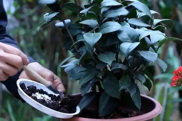冬天怎么养茶花，保持每天有4-5个小时的光照时间