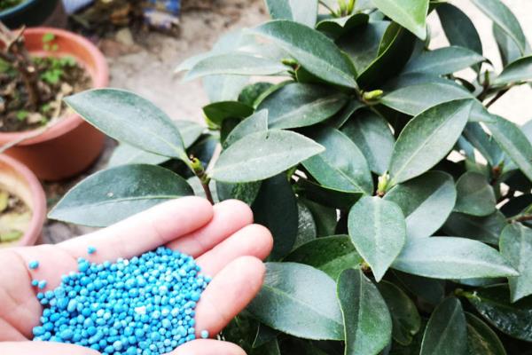 冬天怎么养茶花，保持每天有4-5个小时的光照时间