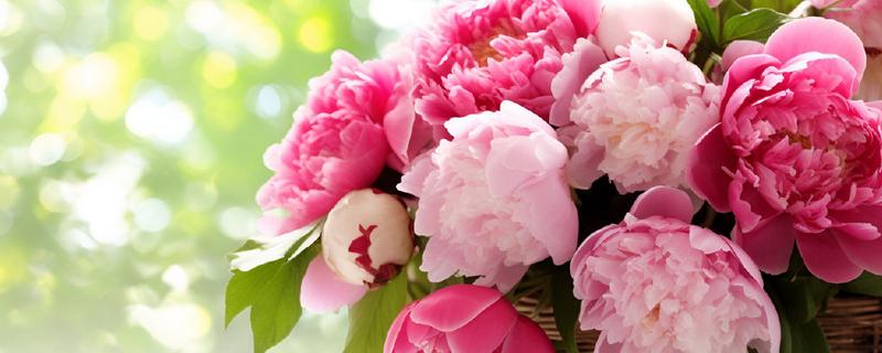 女王节可以赠送哪些花卉，康乃馨、百合花、玫瑰花等品种是适宜选择