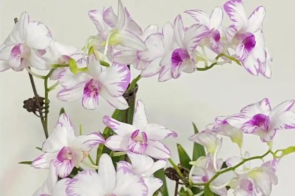 女王节可以赠送哪些花卉，康乃馨、百合花、玫瑰花等品种是适宜选择