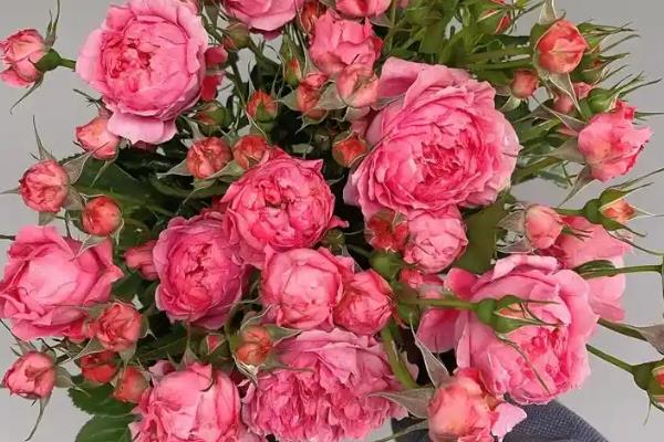 女王节可以赠送哪些花卉，康乃馨、百合花、玫瑰花等品种是适宜选择