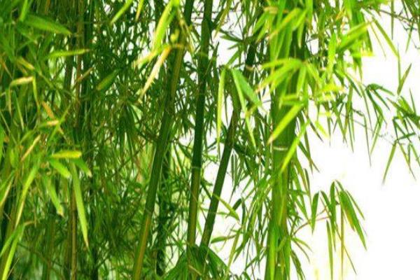 翠竹的象征，象征着气节