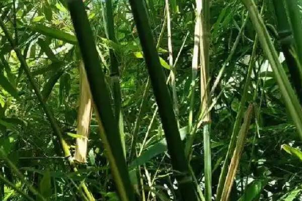 翠竹的象征，象征着气节