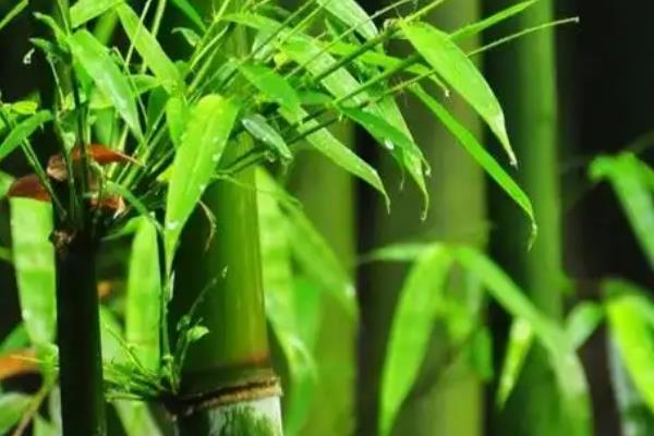 翠竹的象征，象征着气节