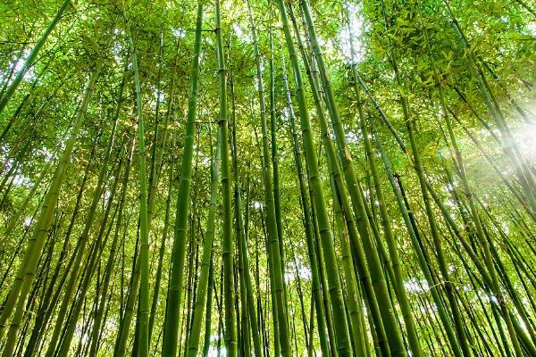 翠竹的象征，象征着气节