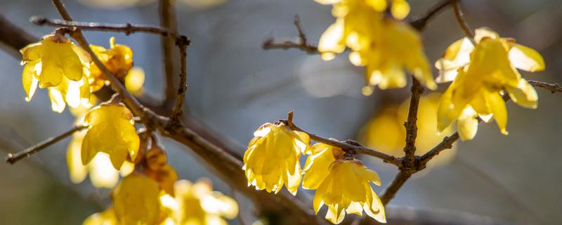 素心腊梅的叶片有何特点,呈圆形、长圆形等形状