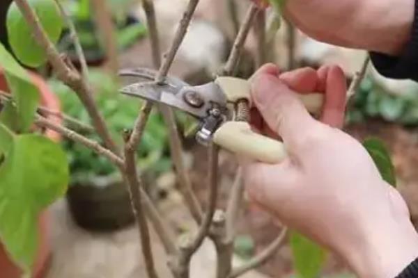 素心腊梅的叶片有何特点，呈圆形、长圆形等形状