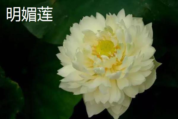 荷花苗的常见品种，碗莲、小舞妃、红台等品种都很常见