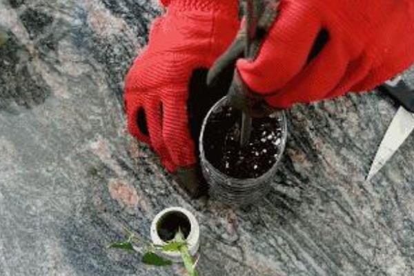 素心腊梅的叶片有何特点，呈圆形、长圆形等形状