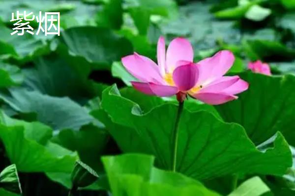 荷花苗的常见品种，碗莲、小舞妃、红台等品种都很常见
