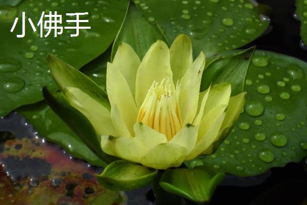 荷花苗的常见品种，碗莲、小舞妃、红台等品种都很常见