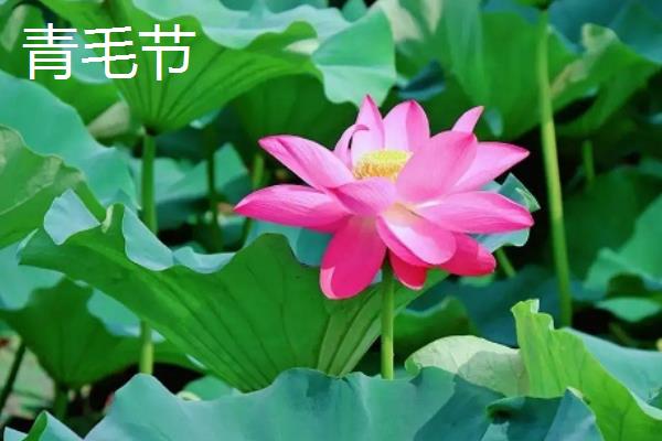 荷花苗的常见品种，碗莲、小舞妃、红台等品种都很常见