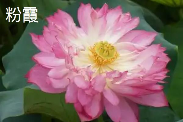 荷花苗的常见品种，碗莲、小舞妃、红台等品种都很常见
