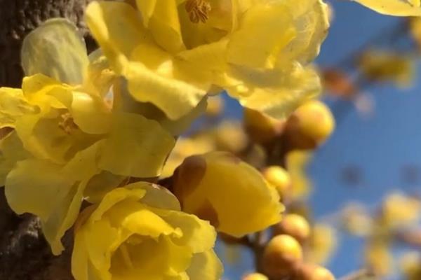 素心腊梅的叶片有何特点，呈圆形、长圆形等形状