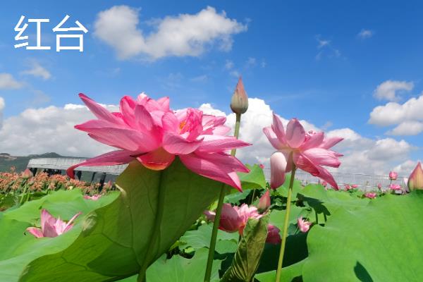 荷花苗的常见品种，碗莲、小舞妃、红台等品种都很常见