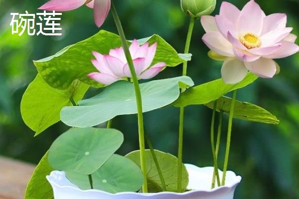 荷花苗的常见品种，碗莲、小舞妃、红台等品种都很常见
