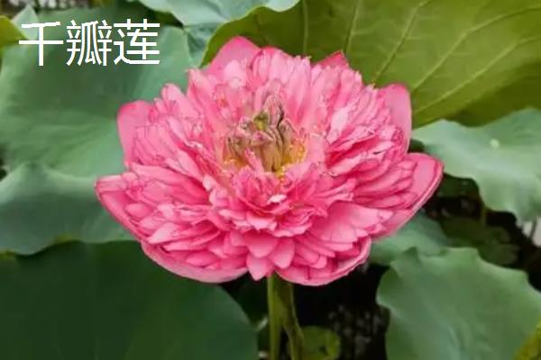 荷花苗的常见品种，碗莲、小舞妃、红台等品种都很常见