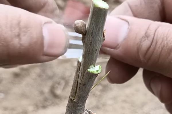 素心腊梅的叶片有何特点，呈圆形、长圆形等形状