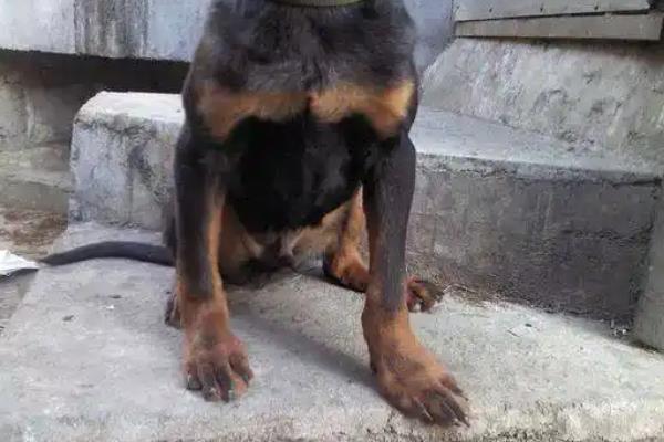 犬佝偻病的发病原因，可能是缺乏营养所致