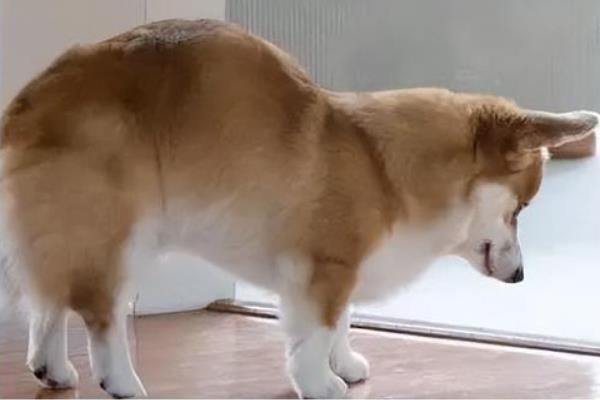 犬佝偻病的发病原因，可能是缺乏营养所致