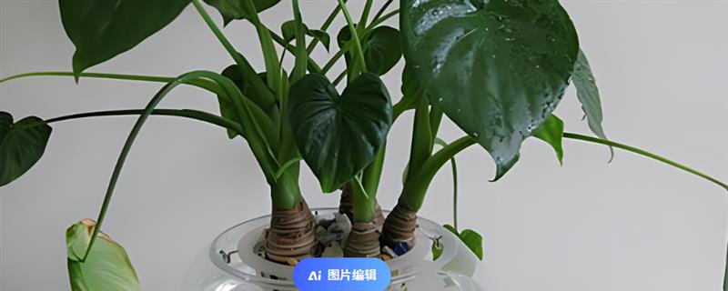 滴水观音能不能水培，需水量较多水培可以满足要求