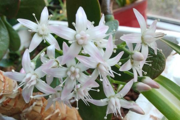 冬天开白花的植物有哪些，常见的有玉树、山茶花、报春花等