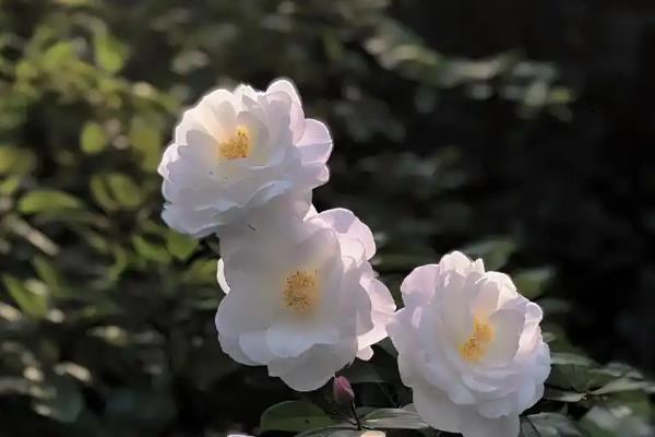 冬天开白花的植物有哪些，常见的有玉树、山茶花、报春花等