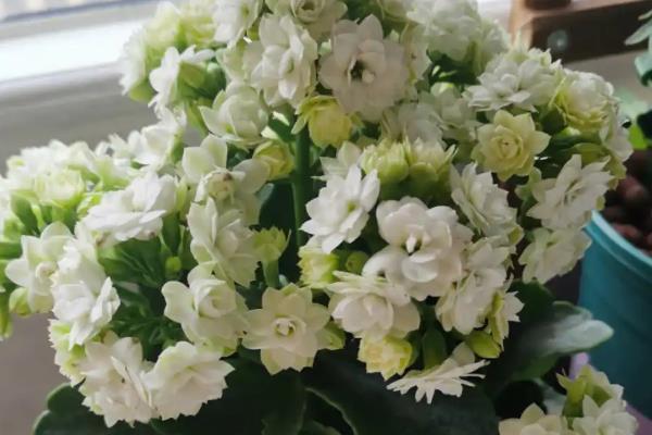 冬天开白花的植物有哪些，常见的有玉树、山茶花、报春花等