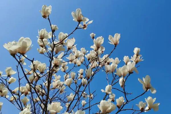 冬天开白花的植物有哪些，常见的有玉树、山茶花、报春花等