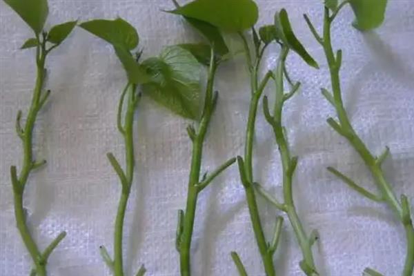 飘香藤冬季怎么养护，室温要控制在10℃以上