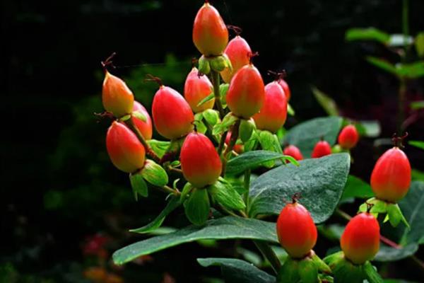 红果金丝桃的花语，寓意娇媚诱惑、迷信等
