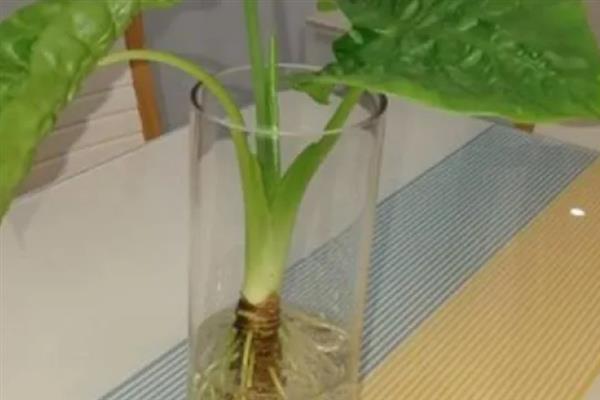 滴水观音能不能水培，需水量较多水培可以满足要求