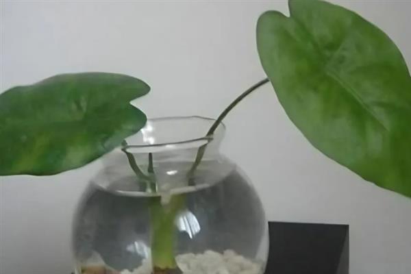 滴水观音能不能水培，需水量较多水培可以满足要求