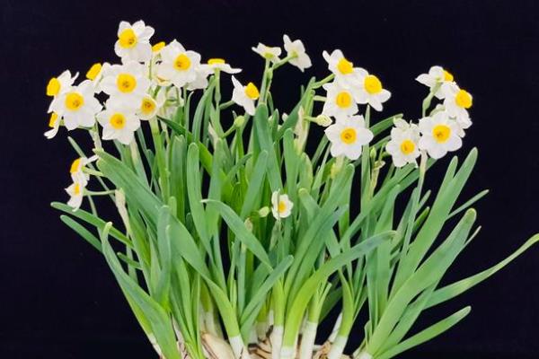 水仙花的外观，花朵是伞形花序