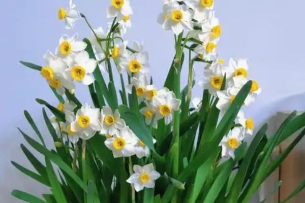 水仙花的外观，花朵是伞形花序