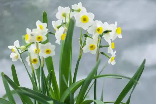 水仙花的外观，花朵是伞形花序