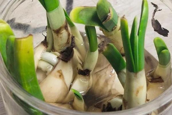 水仙花的外观，花朵是伞形花序