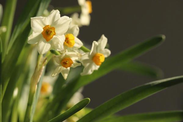 水仙花的外观，花朵是伞形花序