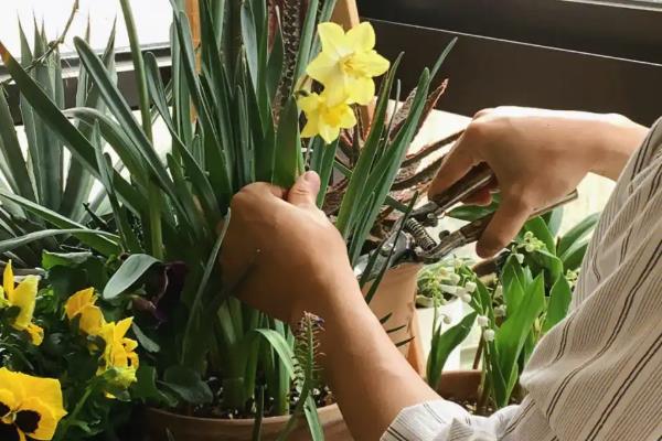 水仙花的外观，花朵是伞形花序