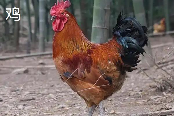鸡和鸭的区别，外观和生活习性有所不同