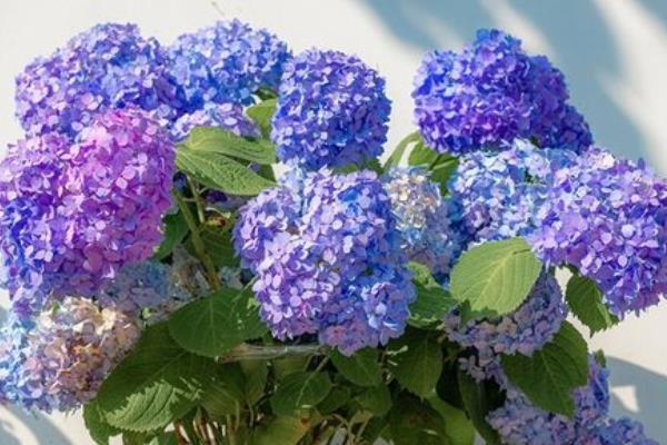绣球开花后要不要剪除，剪除残花和败叶可减少养分流失