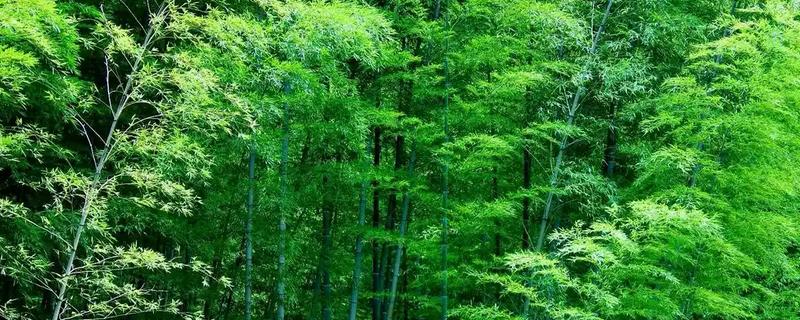 翠竹的象征，象征着气节