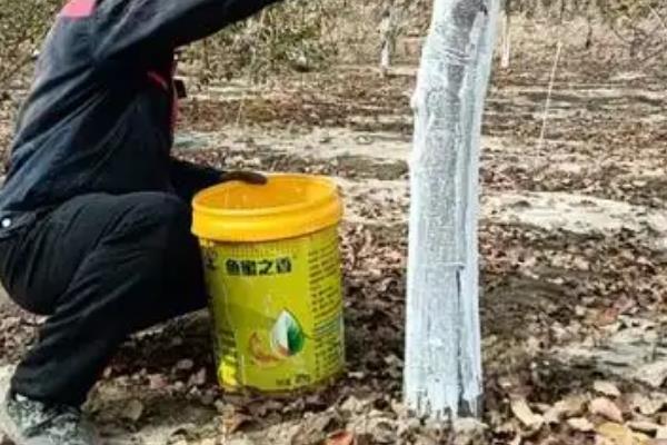 春季果树病虫害如何防治，需清洁田园、刮皮等
