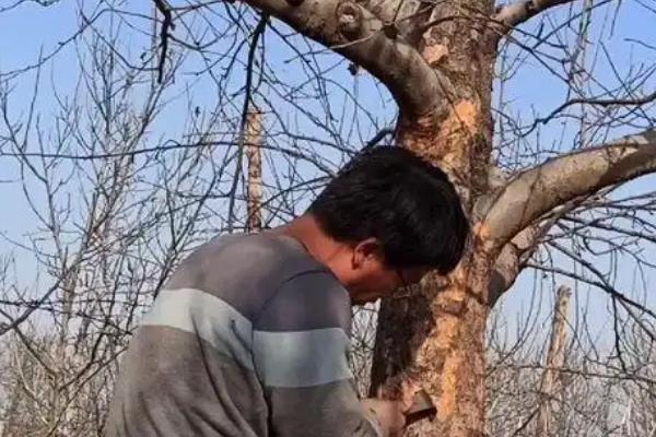 春季果树病虫害如何防治，需清洁田园、刮皮等